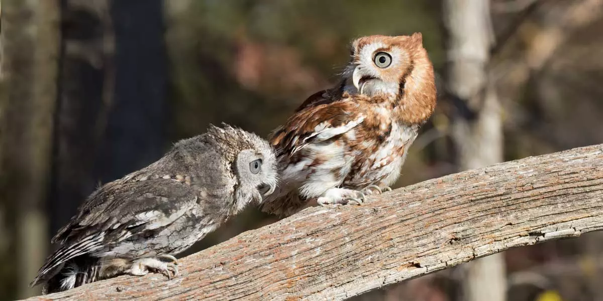 Couple of Screech Owls Screeching!