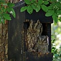 Screech owl and nestling