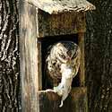 Eastern Screech owl with a mouse