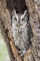 Screech Owl in a Tree