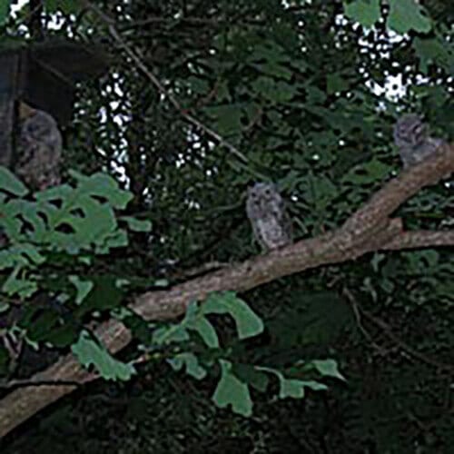 Eastern screech owl in Owl Shack