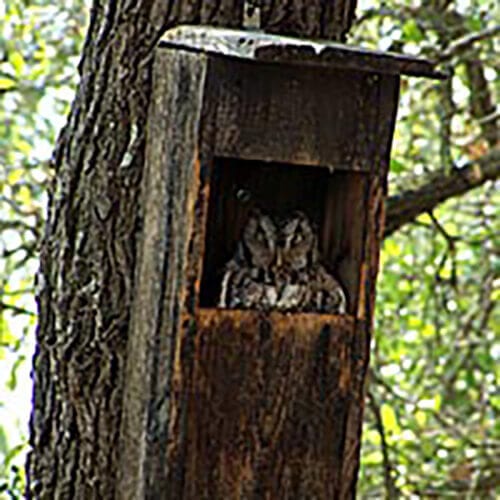 Eastern screech owl in Owl Shack