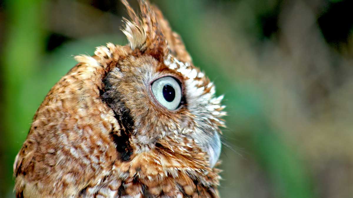 Owl Shack - Owl Houses - Eastern Screech Owl