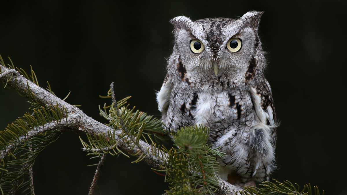 Owl Shack - Owl Houses - Eastern Screech Owl