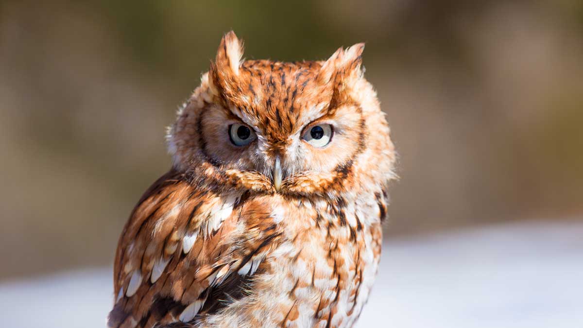 Owl Shack - Owl Houses - Eastern Screech Owl