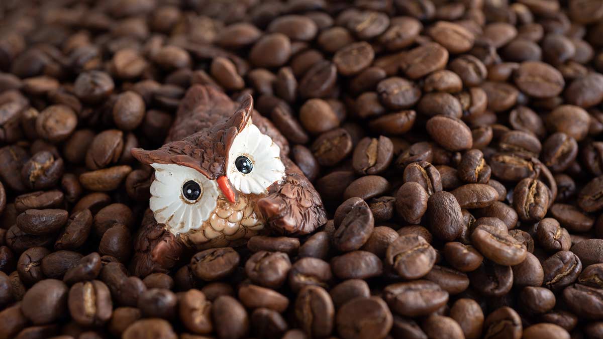 Brown ceramic owls on roasted coffee beans