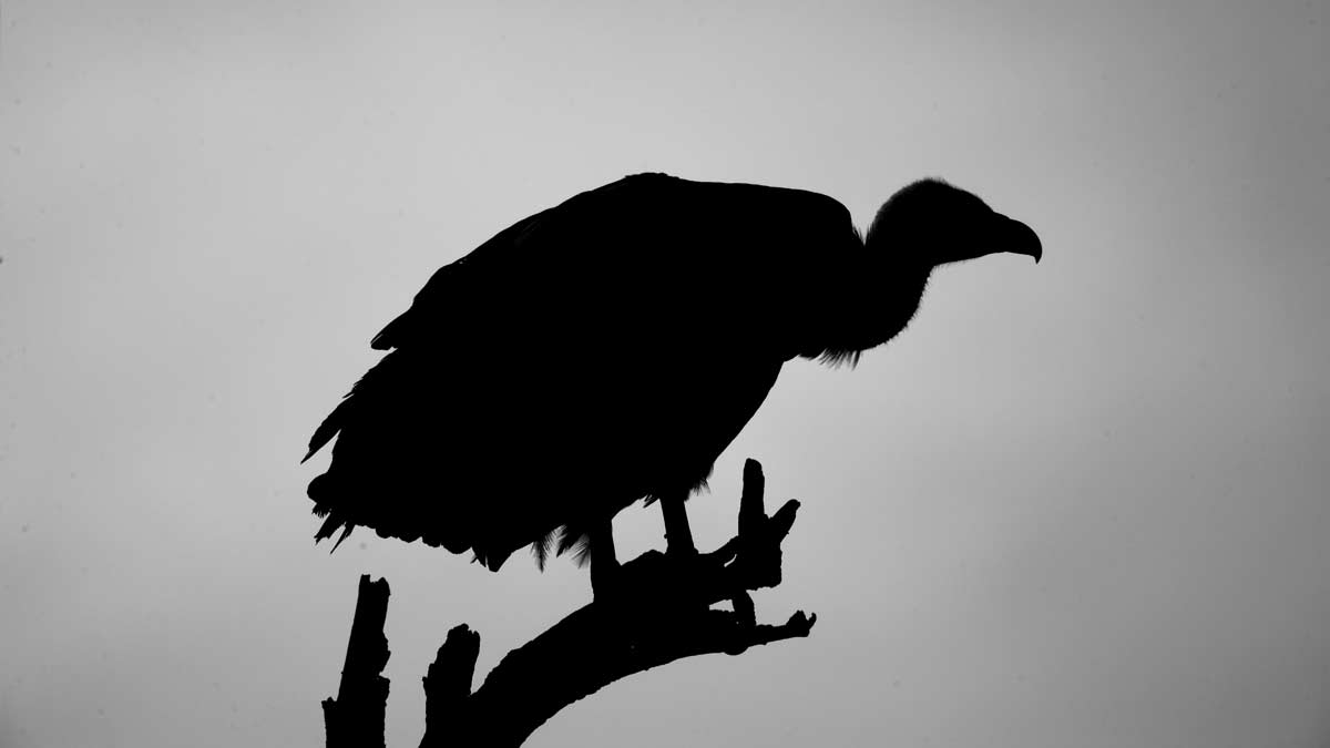 Silhouetted Vulture