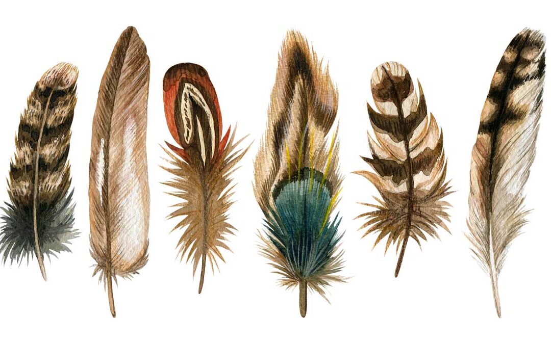 FEATHERS AND OTHER BIRD PARTS ARE FULLY PROTECTED