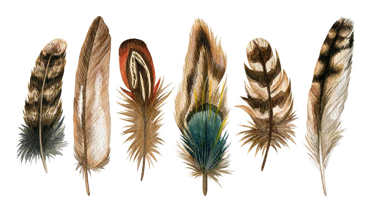 Watercolor hand drawn isolated set of brown feathers