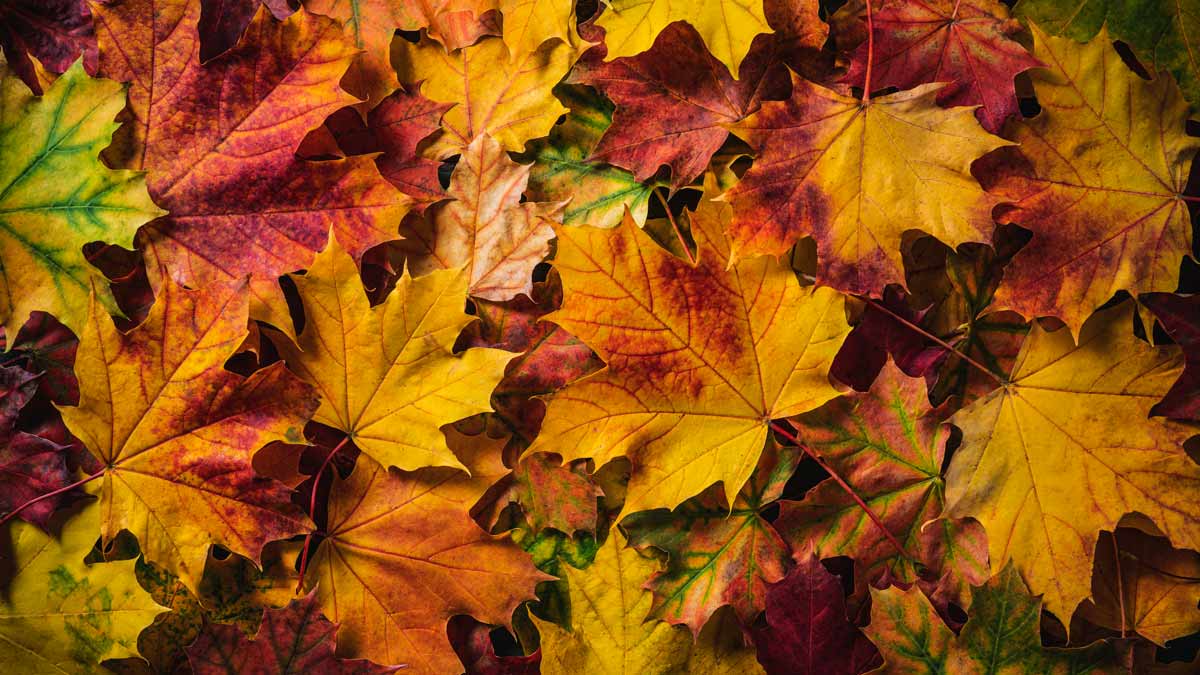 Autumn maple tree leaves full frame colorful fall arrangement