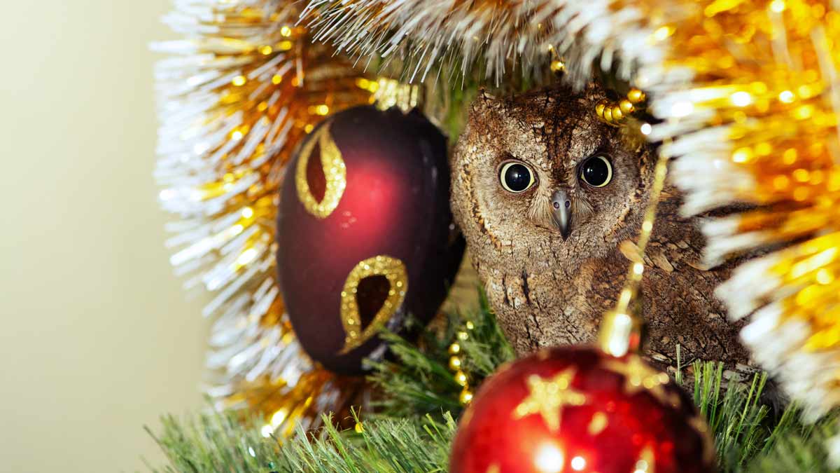 Owl Shack - scops owl Christmas