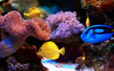 DON’T DUMP YOUR AQUARIUM OR POND CRITTERS INTO THE WILD