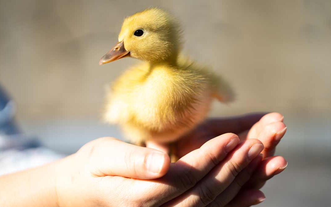 DON’T DUMP PET DUCKS AND GEESE