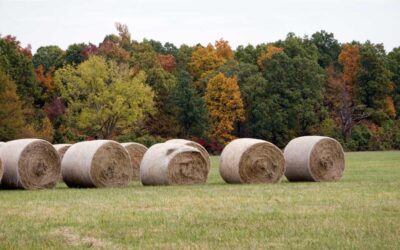 IF YOU OWN RURAL PASTURELAND, DON’T MOW OR HAY YOUR ENTIRE SPREAD