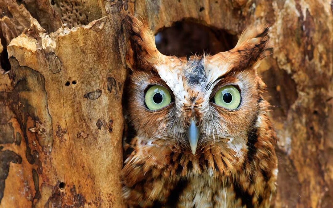 OWL SHACKS INCLUDED IN NEW SCREECH OWL BOOK