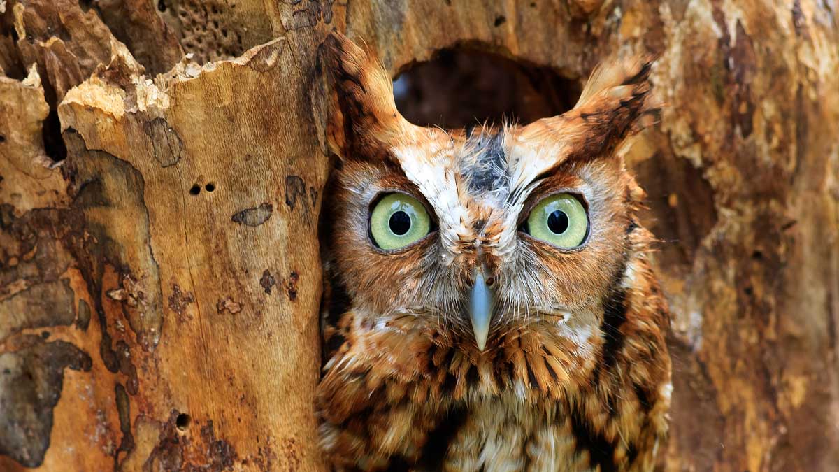 Owl Shack - scops owl Christmas