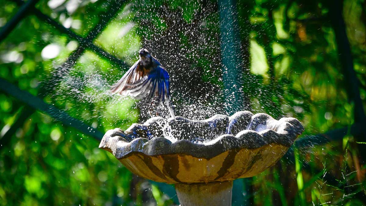 BIRD BATHS - Owl Shack