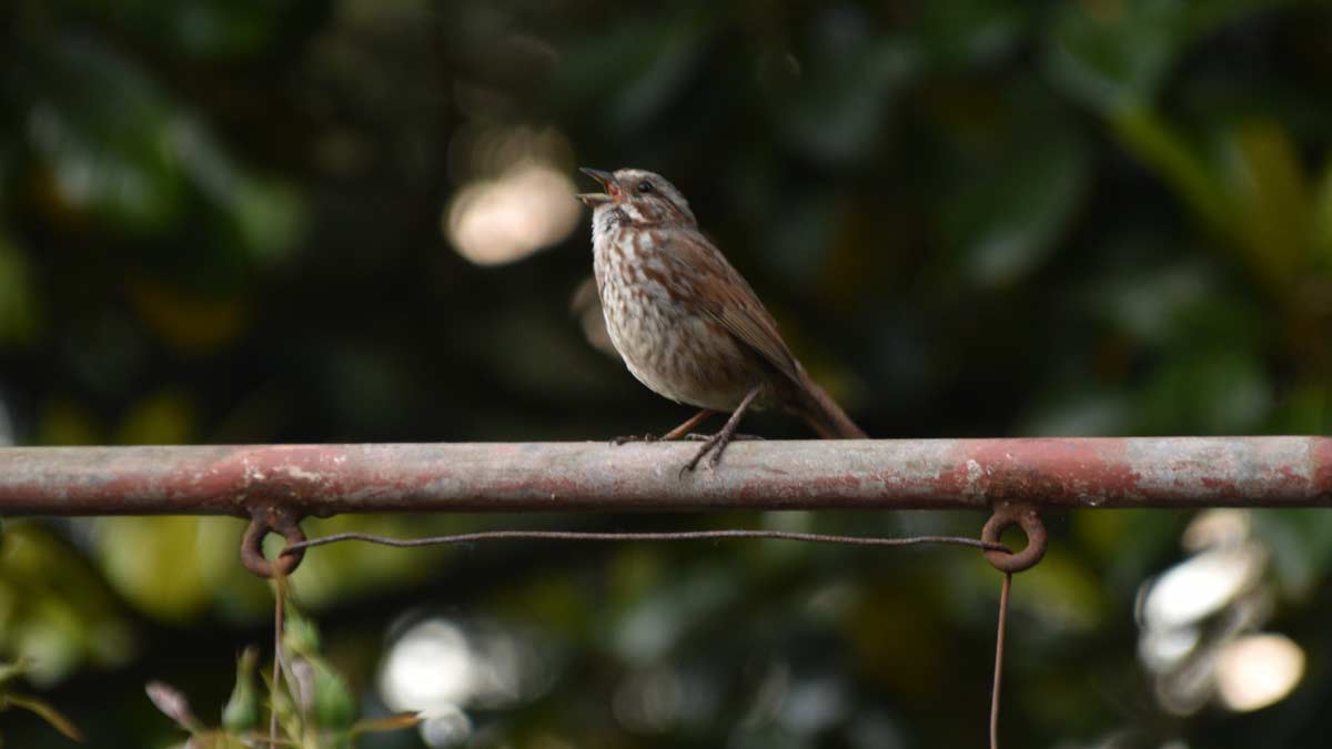 Owl Shack - scops owl Christmas