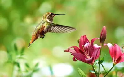 OPERATING AND MAINTAINING A HUMMINGBIRD FEEDER