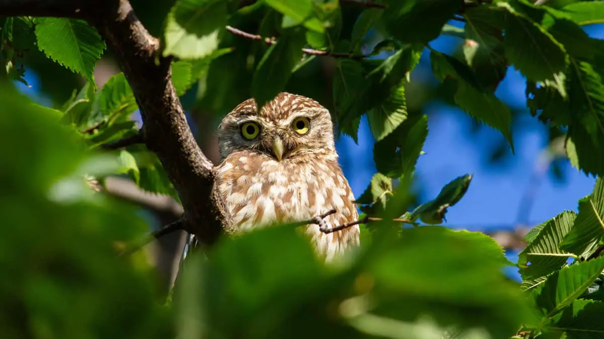 Owl Shack - scops owl Christmas