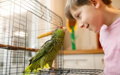 PARROTS AS PETS