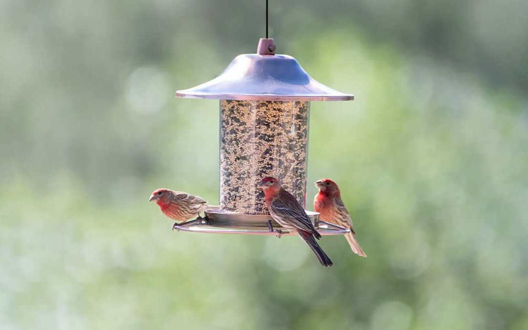 BIRD FEEDERS