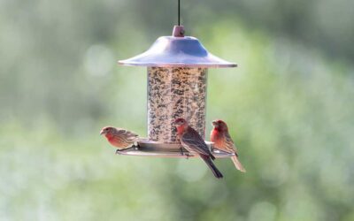 BIRD FEEDERS
