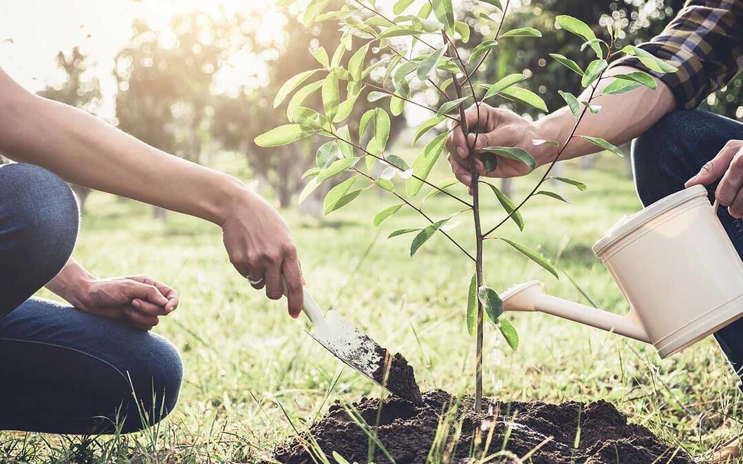 PLANT A TREE, BUT NOT JUST ANY TREE
