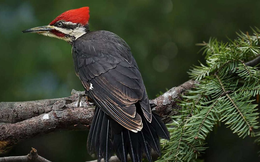 NUISANCE WOODPECKERS